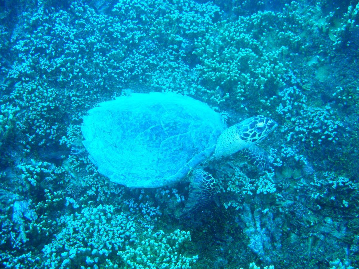 Village Temanuata Bora Bora Eksteriør billede